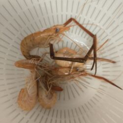 テナガエビの気配