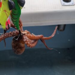 オクトパッシング