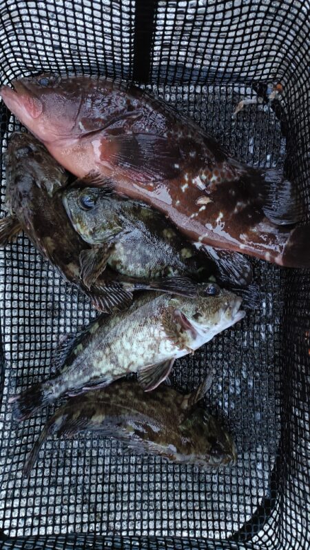 1年振りの伊勢湾釣行