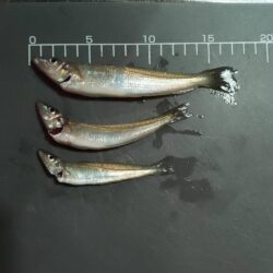 シロギス探し