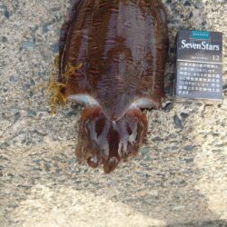 毎日コウイカ