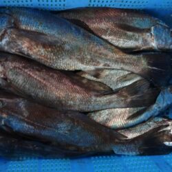 泉州丸　釣果