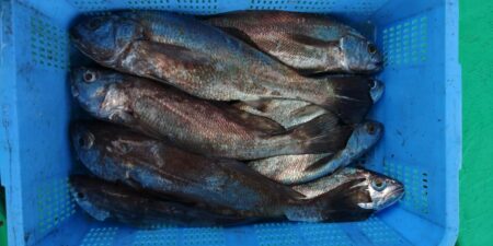 泉州丸　釣果