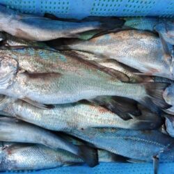 泉州丸　釣果