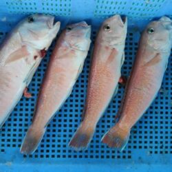泉州丸 釣果