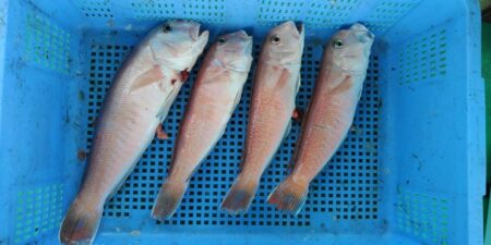 泉州丸 釣果