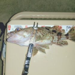 サーフでフロートメバリング🎣
