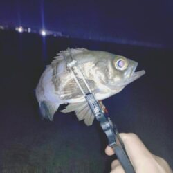 新ポイント再検証🎣