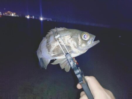 新ポイント再検証🎣