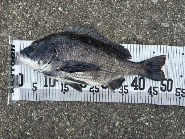 イチノ兄弟、釣果！