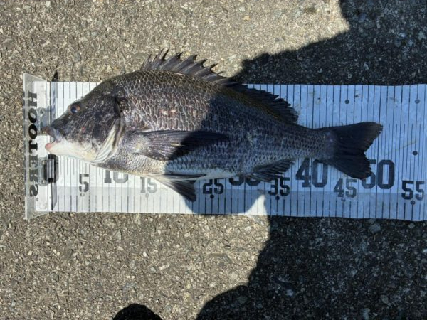 イチノ兄弟、釣果！