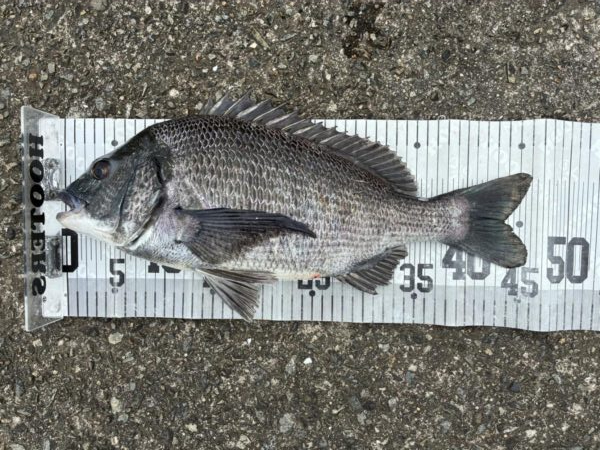 イチノ兄弟、釣果！