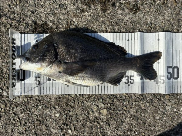 イチノ兄弟、釣果！