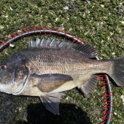 イチノ兄弟、釣果！