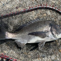 イチノ兄弟、釣果！