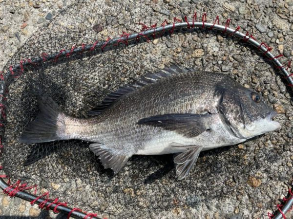 イチノ兄弟、釣果！