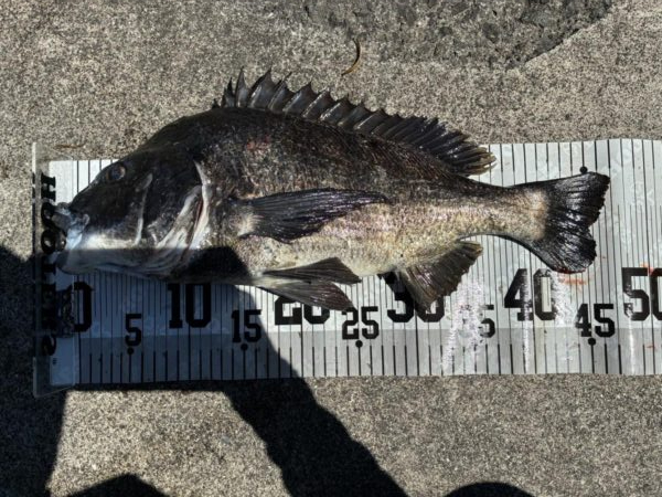 イチノ兄弟、釣果！