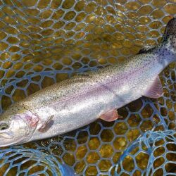 サクラマスを釣りに行ったんだが ～平谷湖フ…