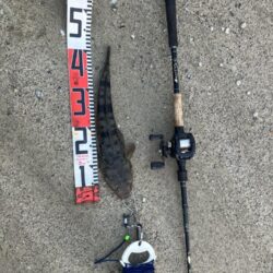 マゴチ54cm 43cm