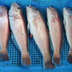 泉州丸　釣果