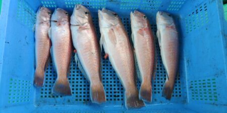 泉州丸　釣果