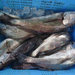 泉州丸　釣果