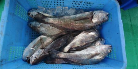 泉州丸　釣果