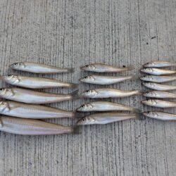 釣り場を転々と
