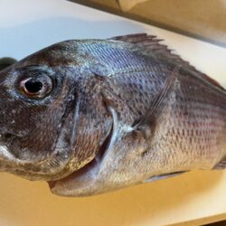 リベンジ釣行