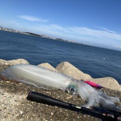 アオリ🦑自己記録更新！(^^)v