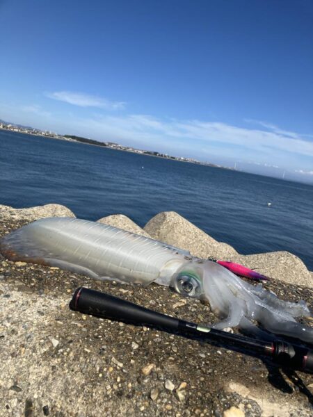 アオリ🦑自己記録更新！(^^)v
