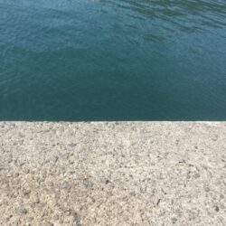 アジの管理