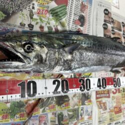 サワラ釣れました
