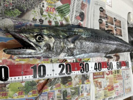 サワラ釣れました