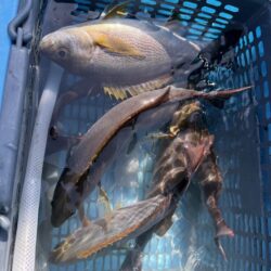 若狭湾イサキ釣り