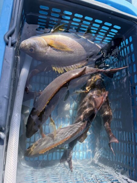 若狭湾イサキ釣り
