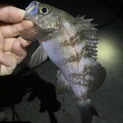 初夏のメバル