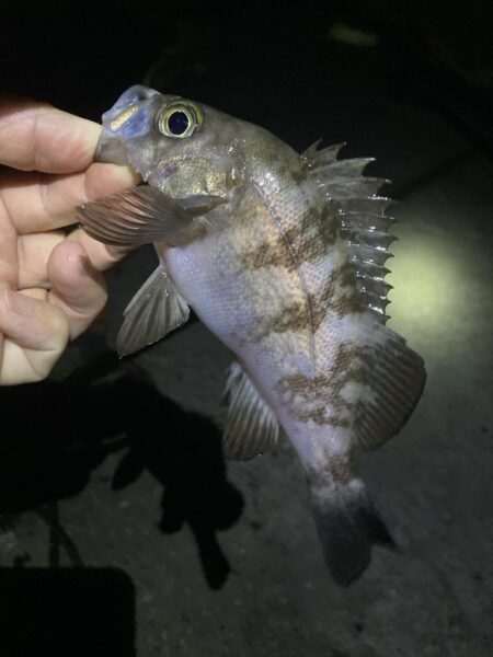 初夏のメバル