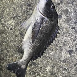 バチ抜け