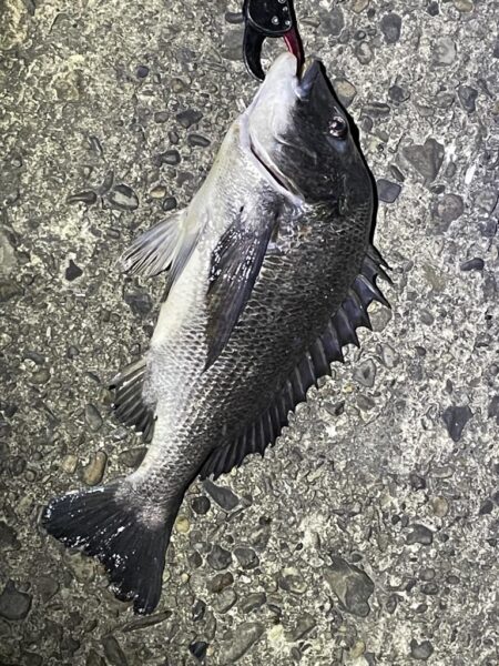 バチ抜け