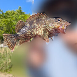 カサゴ釣り