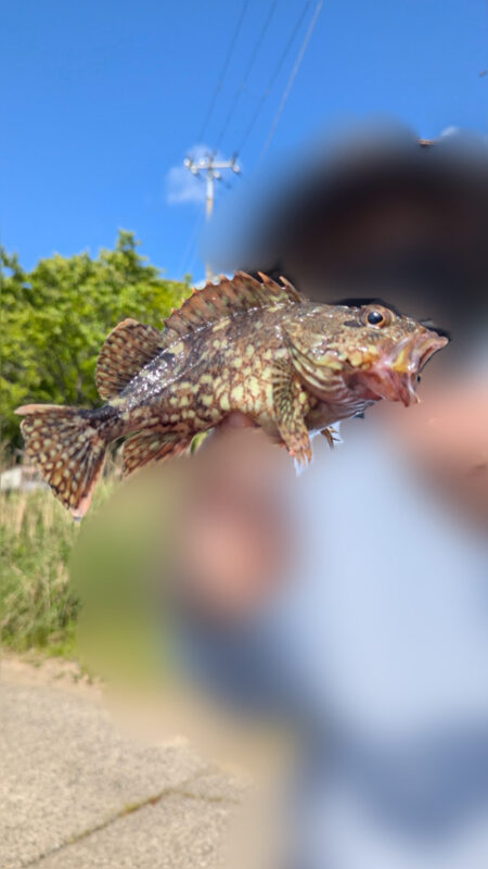 カサゴ釣り