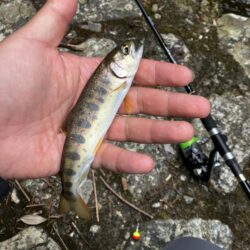 ちょっと本格的な渓流に片足突っ込み