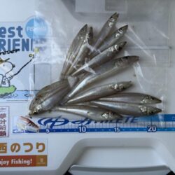 シロギス釣り