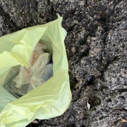 清掃活動：磯フカセ釣り