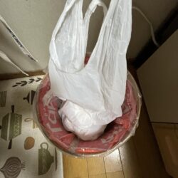 清掃活動：コウイカ発見