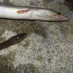 アナゴとハモ