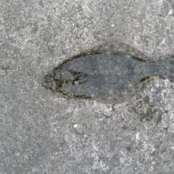 ヒラメ45cm
