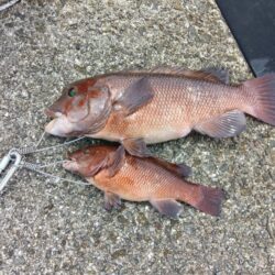 コブダイ釣り