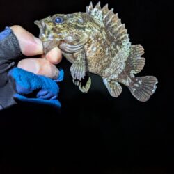 根魚